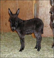 Click here to enlarge this picture.