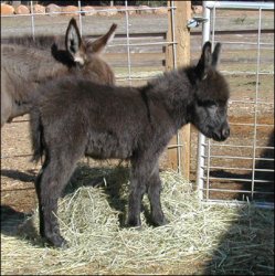 Issablla Four Days Old