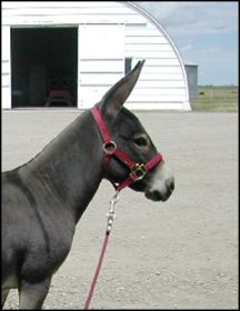 Click here to enlarge this picture.