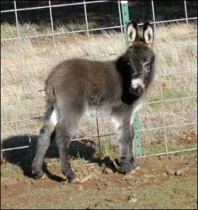 Click here to enlarge this picture.