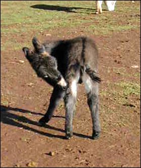 Click here to enlarge this picture.