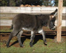 Click here to enlarge this picture.