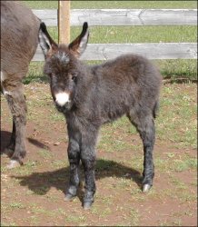 Click here to enlarge this picture.