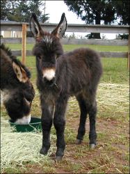 Click here to enlarge this picture.