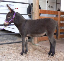 Click here to enlarge this picture.