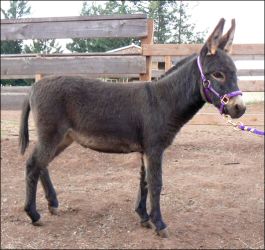 Click here to enlarge this picture.