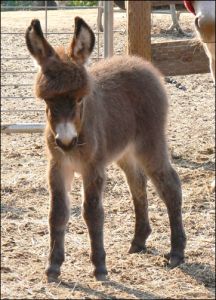 Click photo to enlarge image