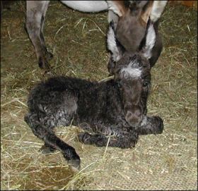 Click here to enlarge this picture.