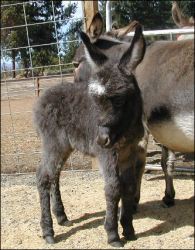 Click here to enlarge this picture.