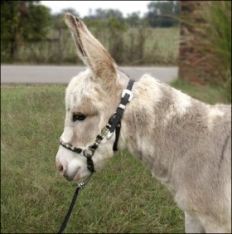 Click here to enlarge this picture.