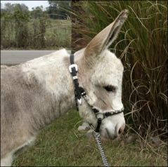 Click here to enlarge this picture.