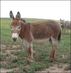 Click photo to enlarge