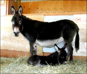 Click here to enlarge this picture.