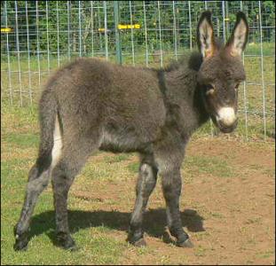 Click photo to enlarge image