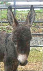 Click photo to enlarge image