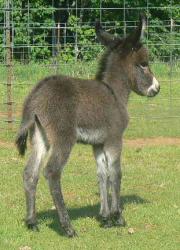 Click photo to enlarge image