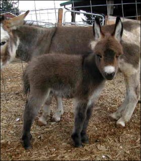 Rosa-Lea Dawn at 2 weeks of age