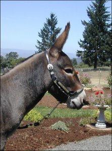 Click here to enlarge this picture.