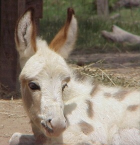 Click here to enlarge this picture.