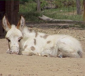 Click here to enlarge this picture.