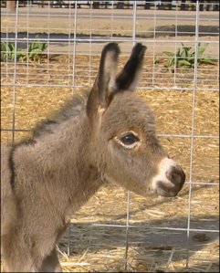 Click here to enlarge this picture.