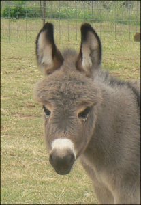 Click here to enlarge this picture.