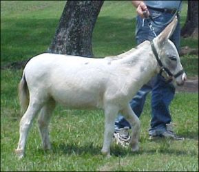 Click here to enlarge this picture.