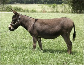 Click here to enlarge this picture.