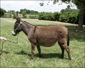 Click here to enlarge this picture.