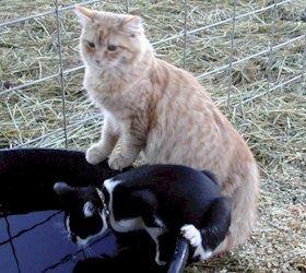 Click here to enlarge this picture.